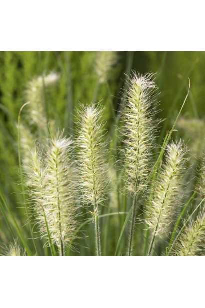 Пеннисетум лисохвостый Литл Банни колосовидные пушистые соцветия